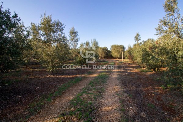 terreno agricolo in vendita a San Vito dei Normanni