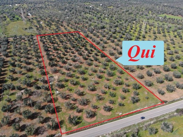 terreno agricolo in vendita a San Vito dei Normanni