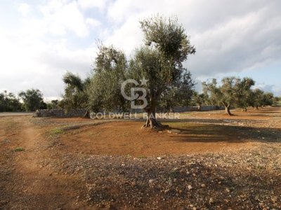 terreno agricolo in vendita a San Vito dei Normanni