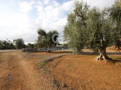 terreno agricolo in vendita a San Vito dei Normanni