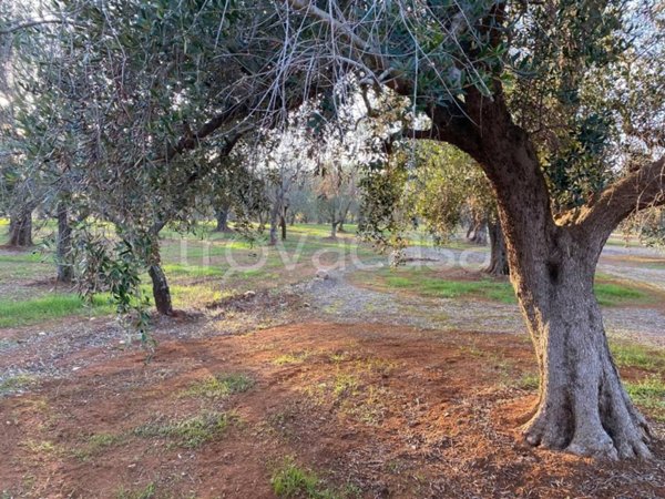 terreno agricolo in vendita a San Vito dei Normanni
