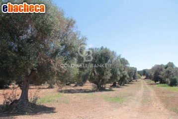 terreno agricolo in vendita a San Vito dei Normanni