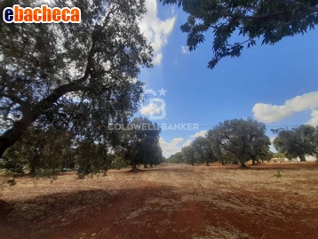 terreno agricolo in vendita a San Vito dei Normanni