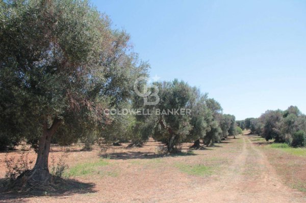 terreno agricolo in vendita a San Vito dei Normanni