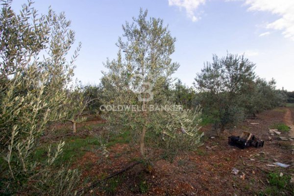 terreno agricolo in vendita a San Vito dei Normanni