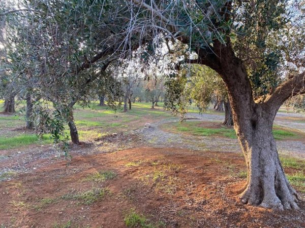 terreno agricolo in vendita a San Vito dei Normanni