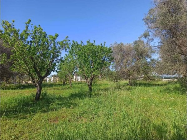 terreno agricolo in vendita a San Vito dei Normanni