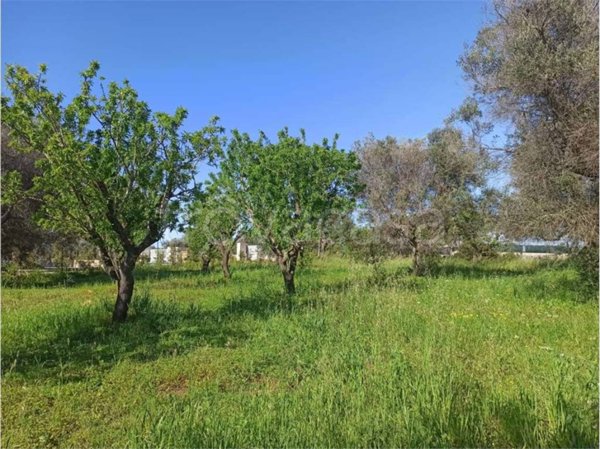 terreno agricolo in vendita a San Vito dei Normanni