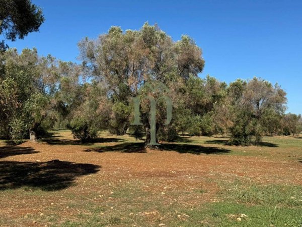 terreno agricolo in vendita a San Vito dei Normanni
