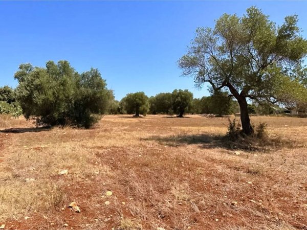 terreno agricolo in vendita a San Vito dei Normanni