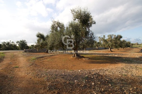 terreno agricolo in vendita a San Vito dei Normanni in zona San Giacomo
