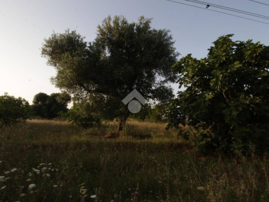 terreno agricolo in vendita a San Vito dei Normanni