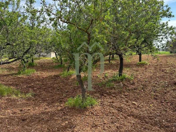 terreno agricolo in vendita a San Vito dei Normanni