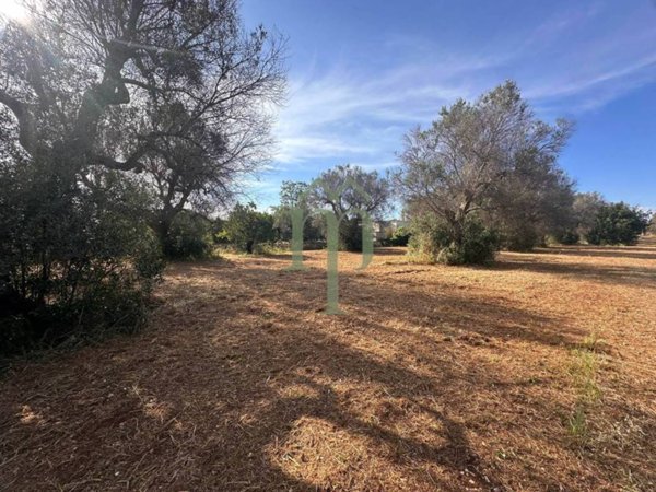 terreno agricolo in vendita a San Vito dei Normanni in zona Centro Storico