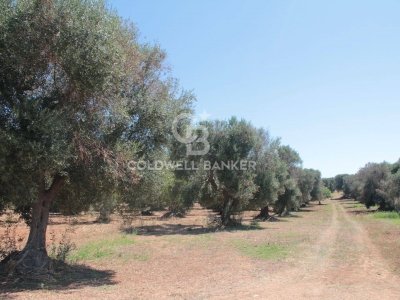 terreno agricolo in vendita a San Vito dei Normanni