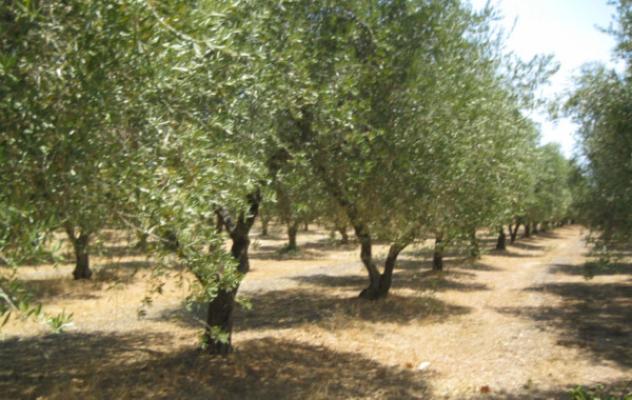 terreno agricolo in vendita a San Vito dei Normanni