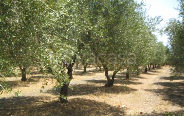 terreno agricolo in vendita a San Vito dei Normanni