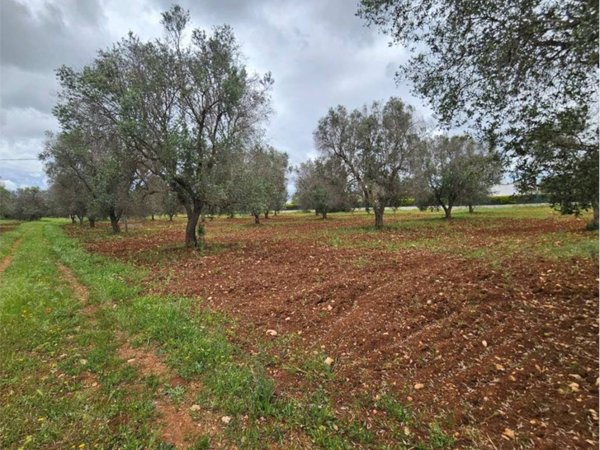 terreno agricolo in vendita a San Vito dei Normanni