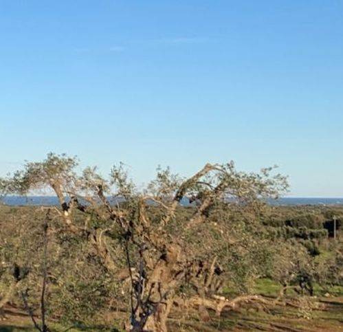 terreno agricolo in vendita a San Vito dei Normanni