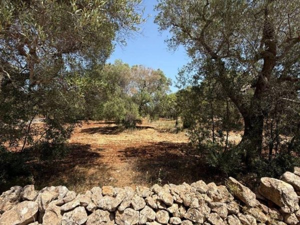 terreno agricolo in vendita a San Vito dei Normanni