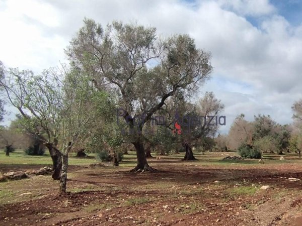 terreno agricolo in vendita a San Vito dei Normanni