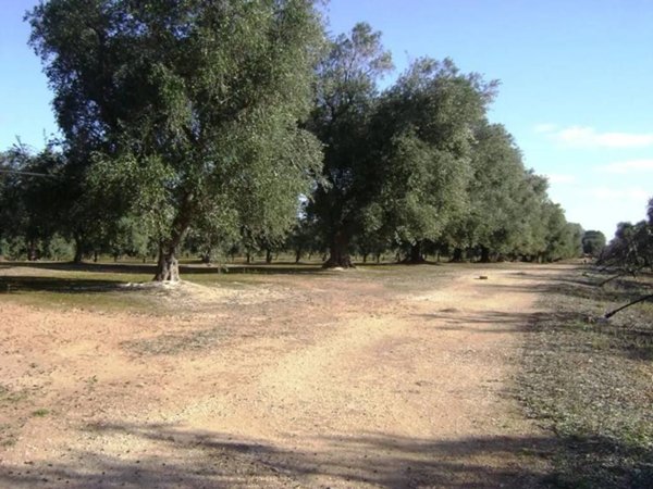 terreno agricolo in vendita a San Vito dei Normanni