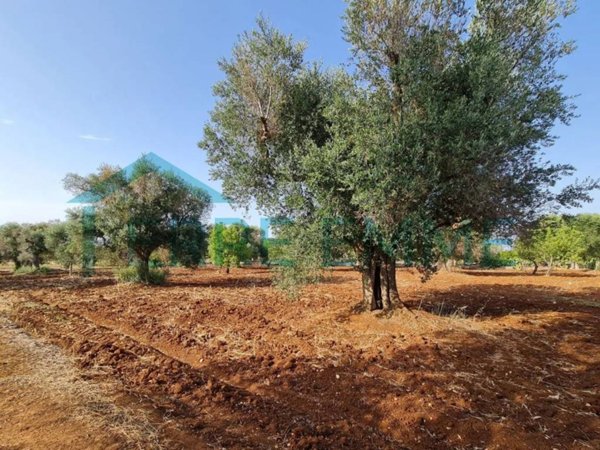 terreno agricolo in vendita a San Vito dei Normanni