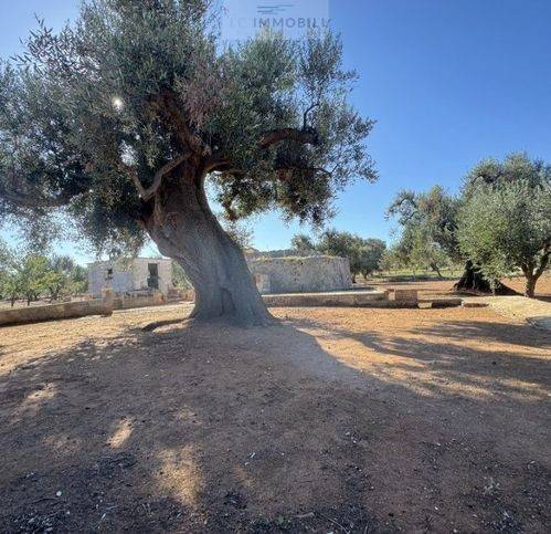 terreno agricolo in vendita a San Vito dei Normanni
