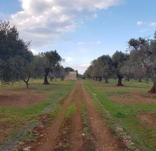 terreno agricolo in vendita a San Vito dei Normanni