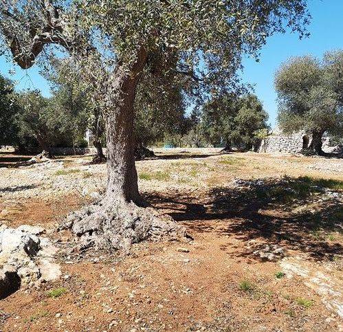 terreno agricolo in vendita a San Vito dei Normanni