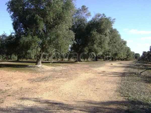 terreno agricolo in vendita a San Vito dei Normanni