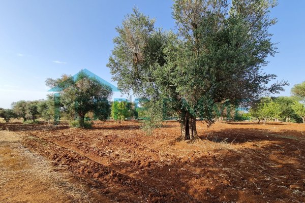 terreno agricolo in vendita a San Vito dei Normanni