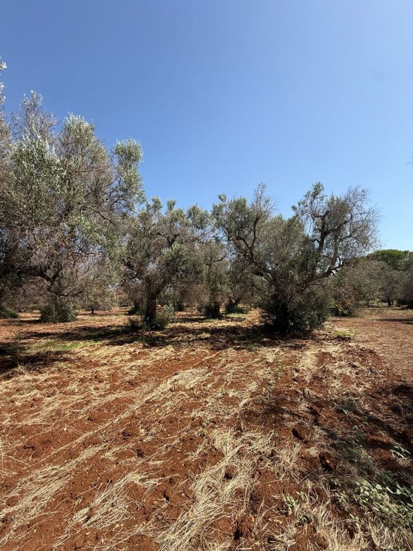 casa indipendente in vendita a San Vito dei Normanni