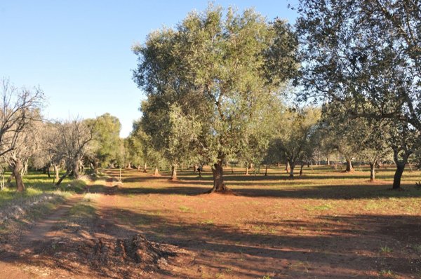 terreno agricolo in vendita a San Vito dei Normanni