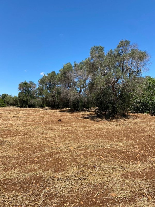 casa indipendente in vendita a San Vito dei Normanni