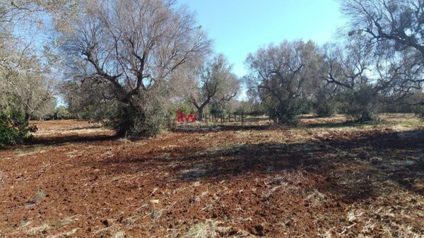 terreno agricolo in vendita a San Vito dei Normanni