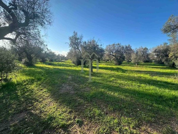 terreno agricolo in vendita a San Vito dei Normanni