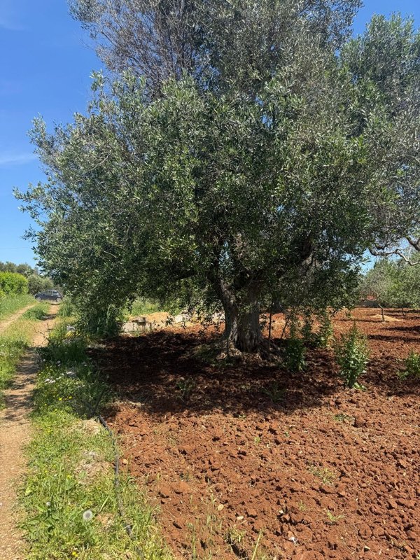 terreno agricolo in vendita a San Vito dei Normanni in zona Poggioreale