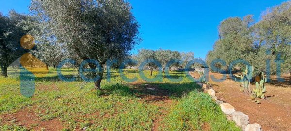 casa indipendente in vendita a San Vito dei Normanni
