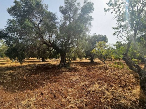 terreno agricolo in vendita a San Vito dei Normanni in zona Poggioreale