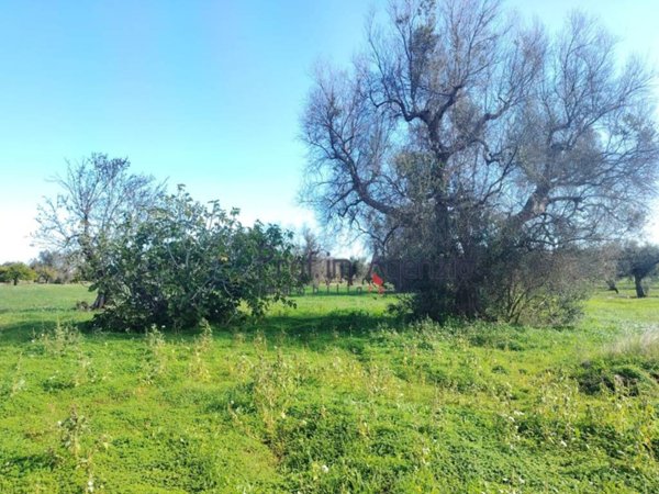 terreno agricolo in vendita a San Vito dei Normanni in zona Poggioreale