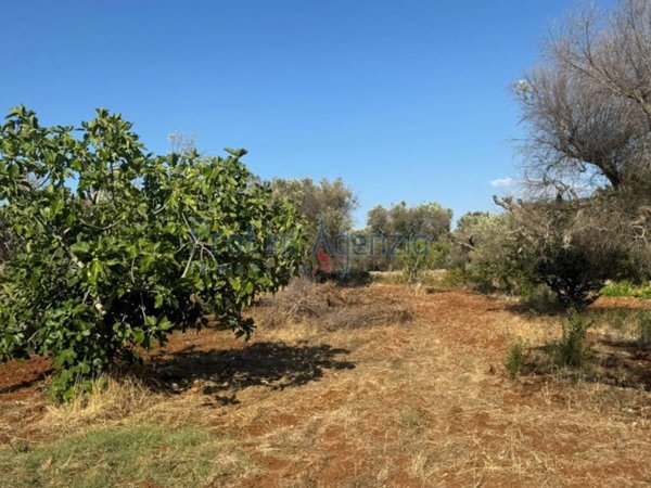 terreno agricolo in vendita a San Vito dei Normanni in zona Conforto