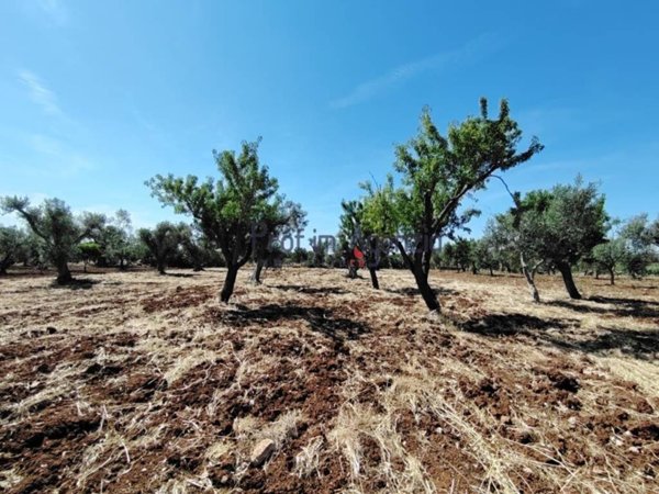 terreno agricolo in vendita a San Vito dei Normanni in zona Poggioreale