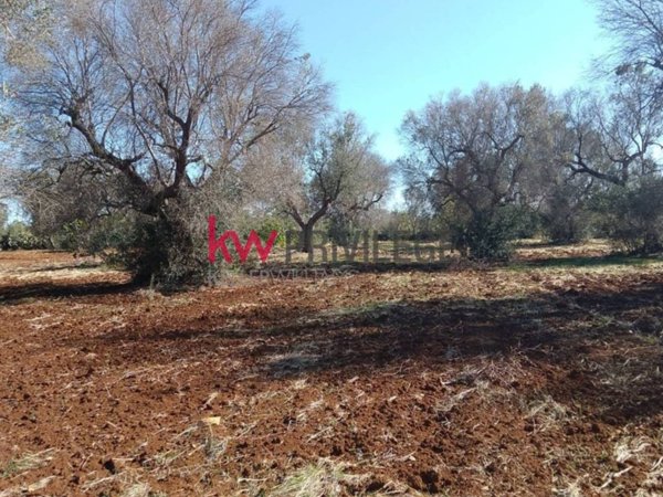 terreno agricolo in vendita a San Vito dei Normanni in zona Poggioreale