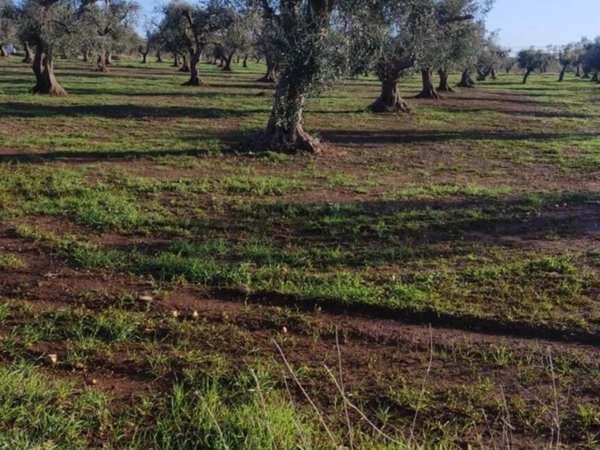 terreno agricolo in vendita a San Vito dei Normanni in zona Poggioreale
