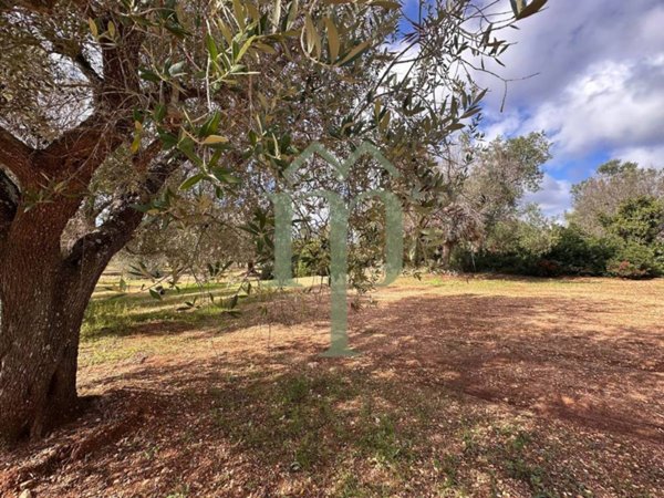 terreno agricolo in vendita a San Vito dei Normanni in zona Poggioreale