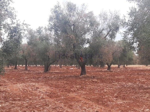 terreno in vendita a San Vito dei Normanni in zona Conforto
