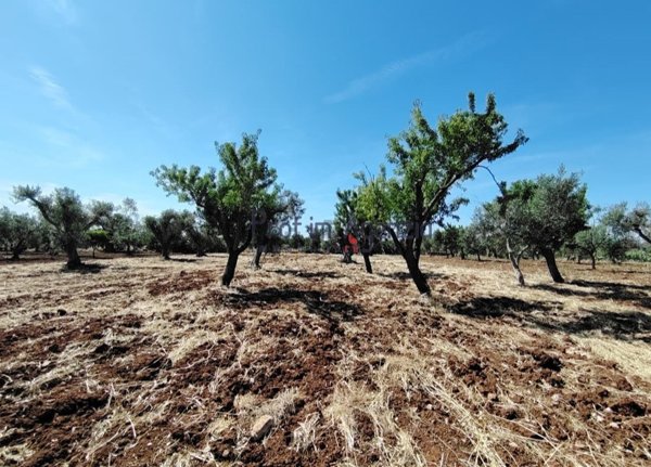 terreno in vendita a San Vito dei Normanni in zona Poggioreale