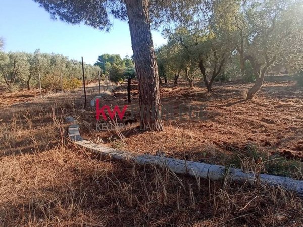 terreno in vendita a San Vito dei Normanni in zona Conforto