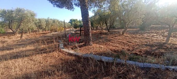 terreno in vendita a San Vito dei Normanni